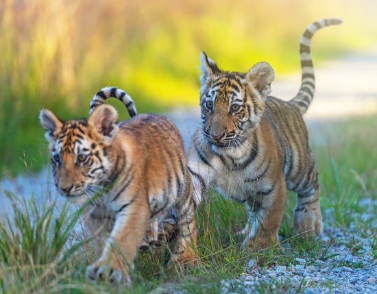 To tigerunger i naturen