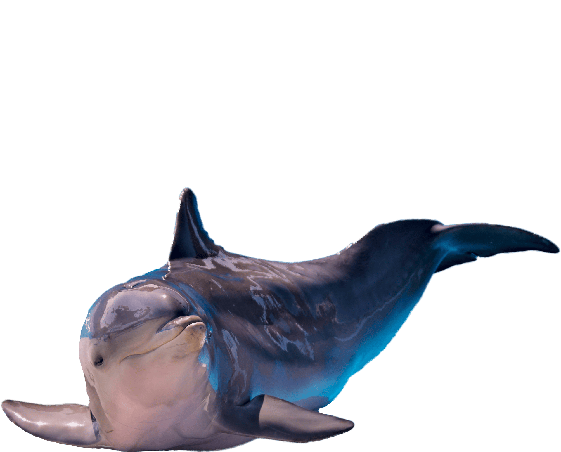 Liggende delfin fritlagt