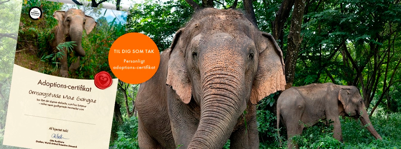 Adoptér en elefant